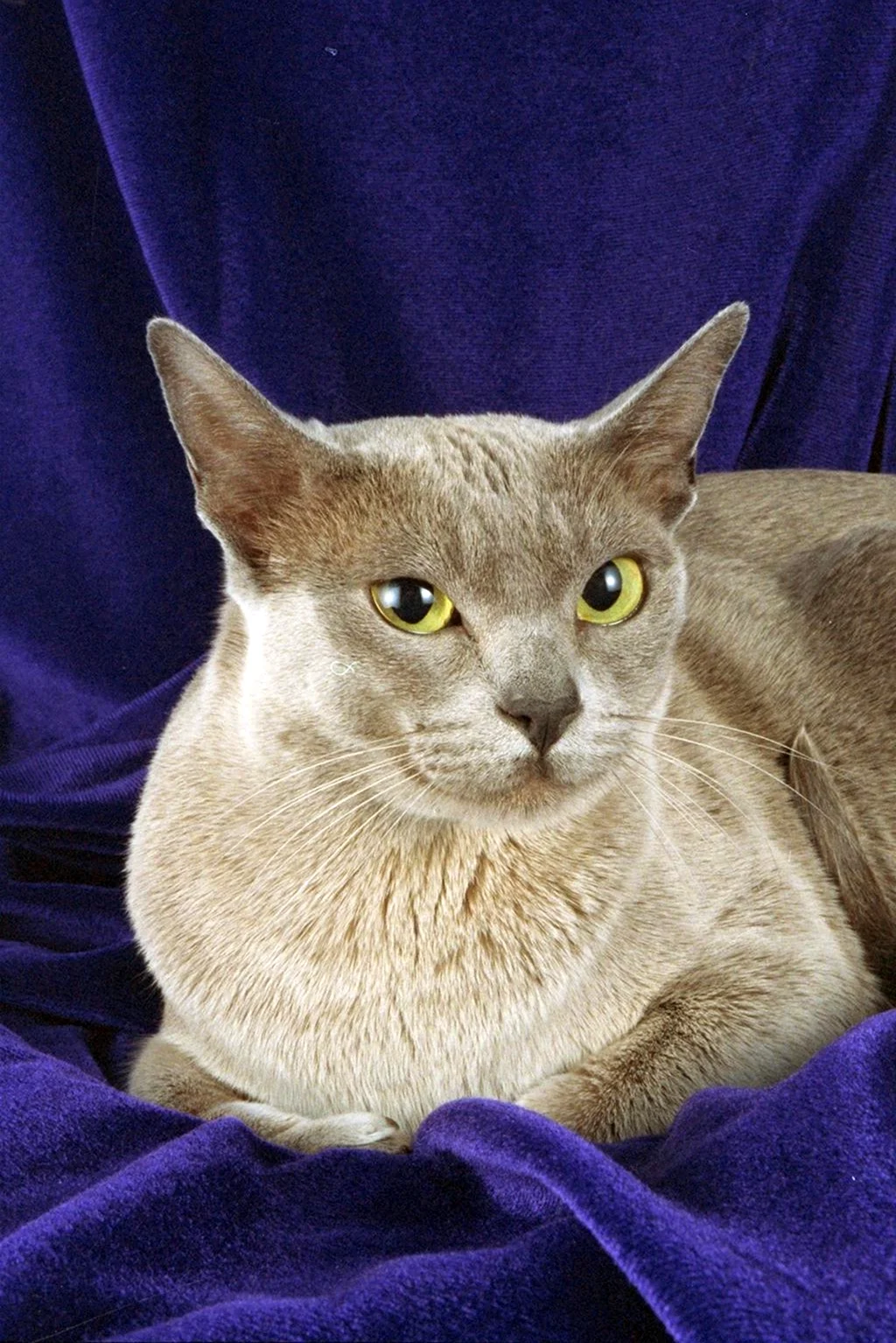 Кошка Бурма голубая