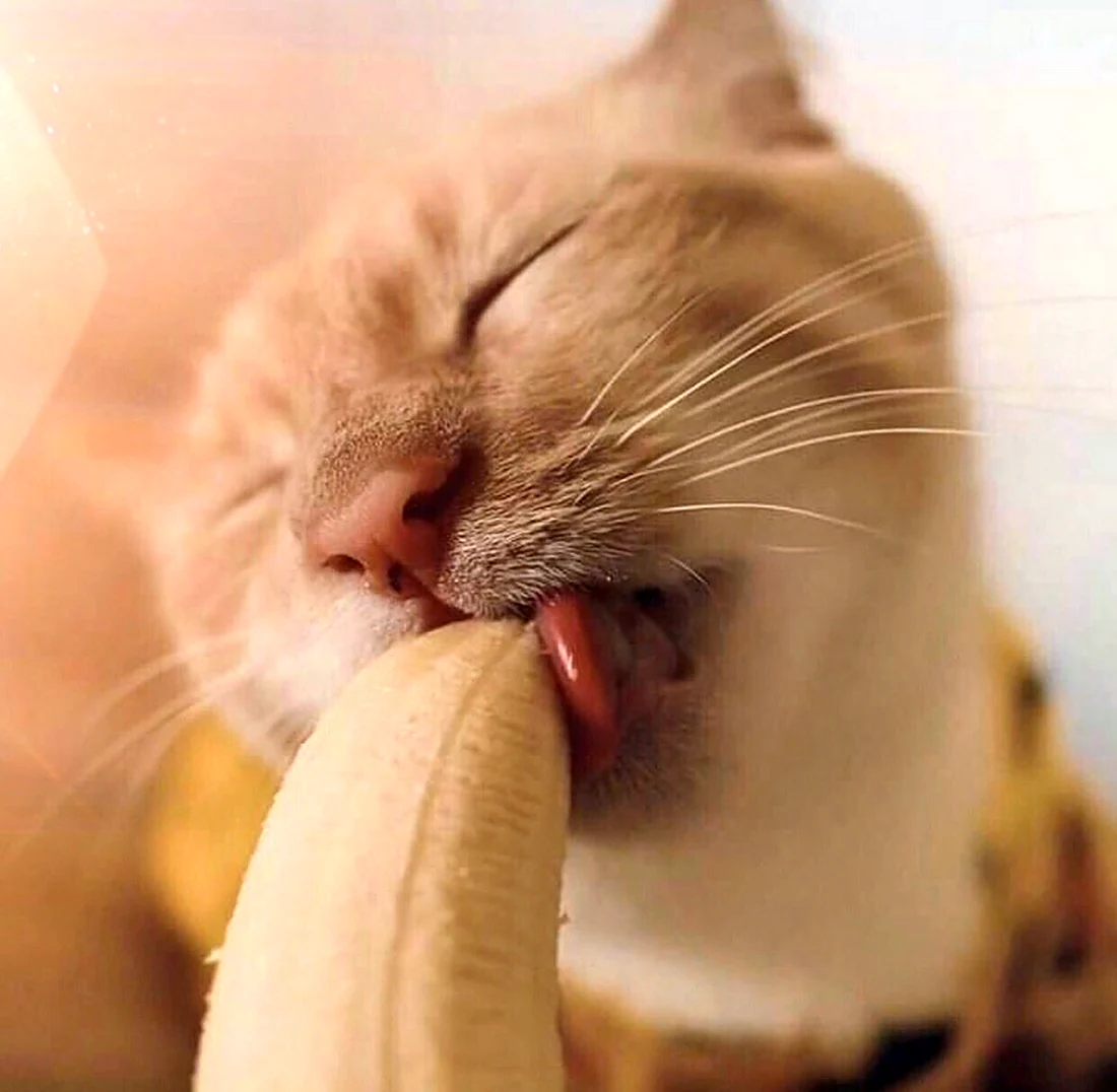 Кошка и банан