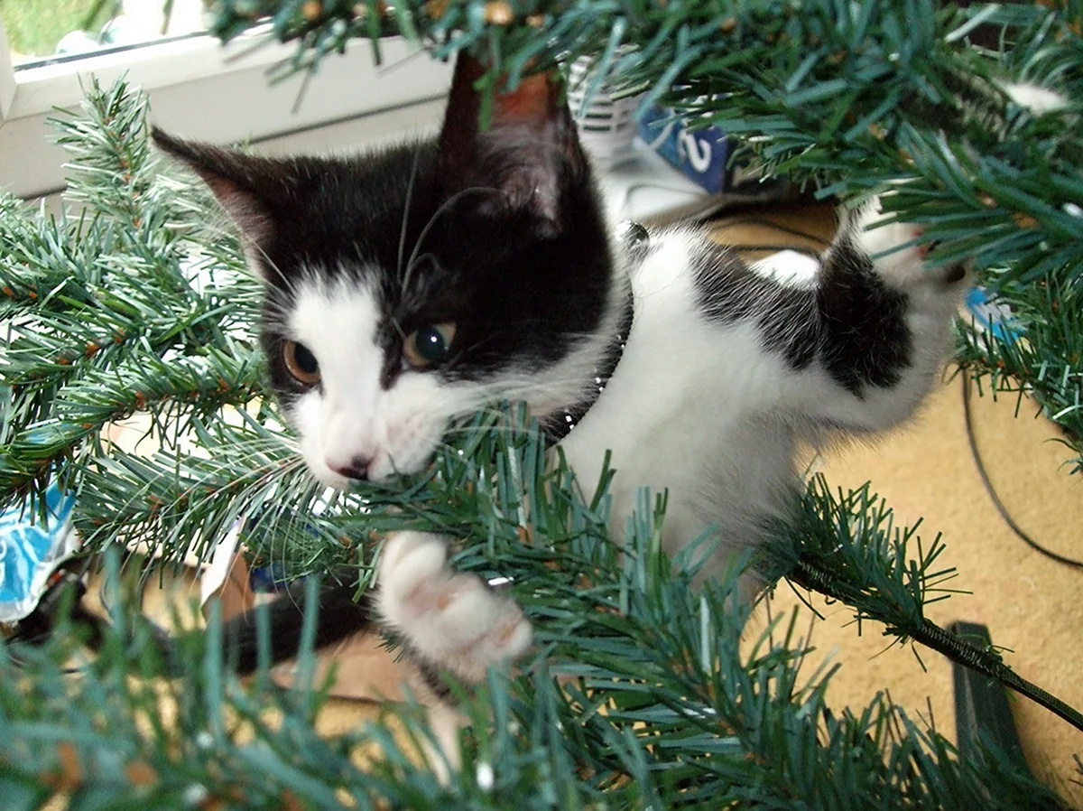 Кошка и елка