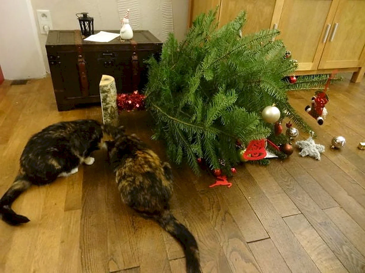 Кошка и елка