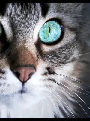 Кошка с бирюзовыми глазами