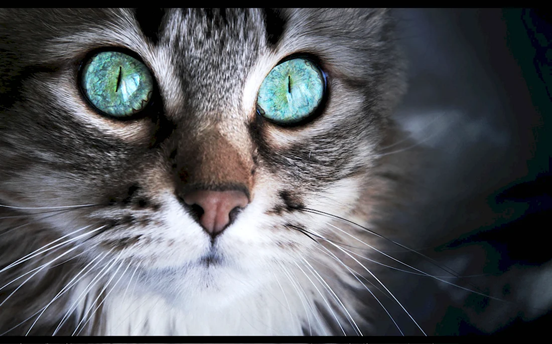 Кошка с бирюзовыми глазами