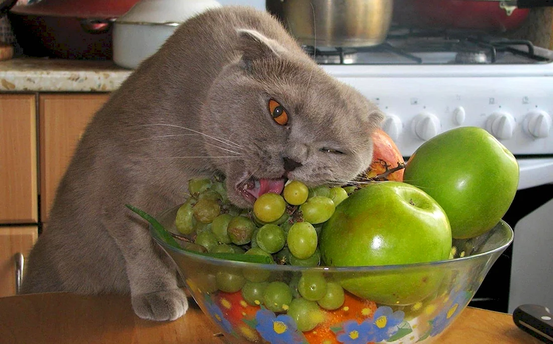 Кошка с фруктами