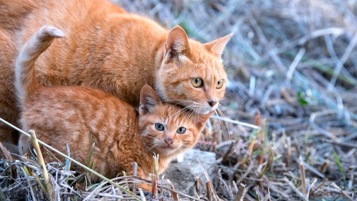 Рыжая кошка. Рыжая кошка с котятами. Рыжий котик. Рыжий кот и кошка.