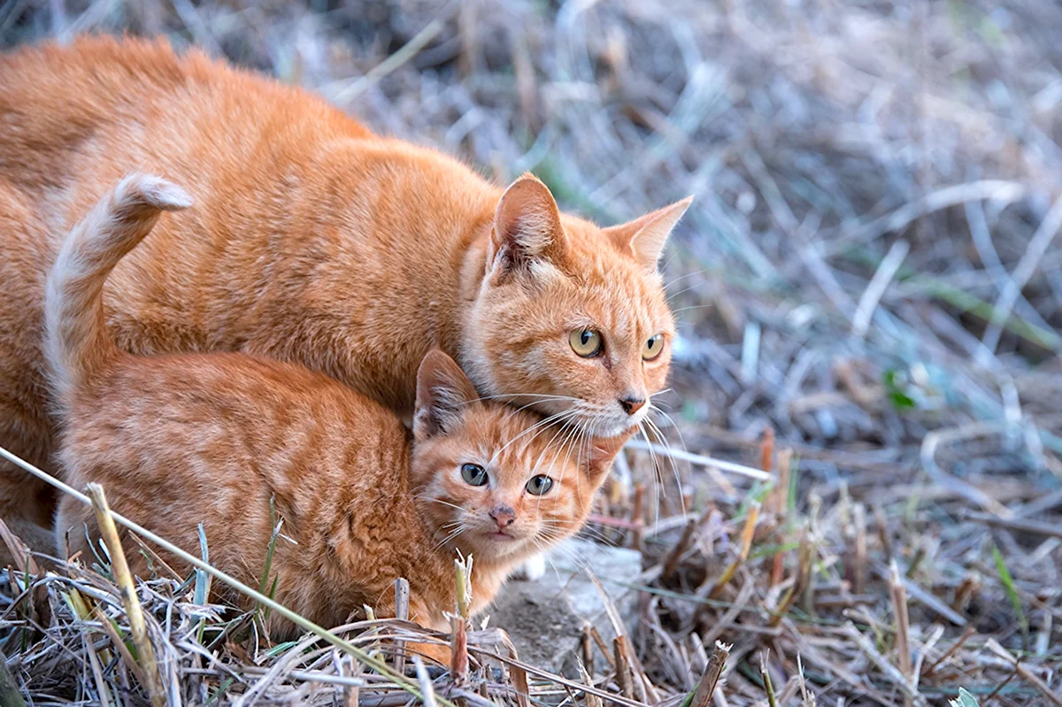 Кошка с котятами