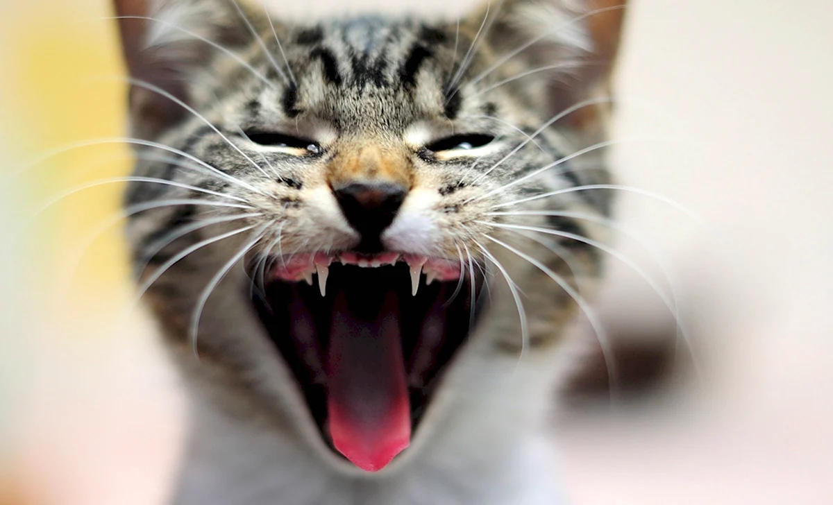 Кошка с открытым ртом