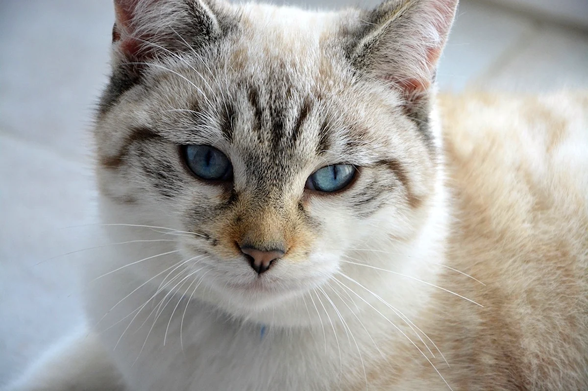 Кошка с синими глазами порода