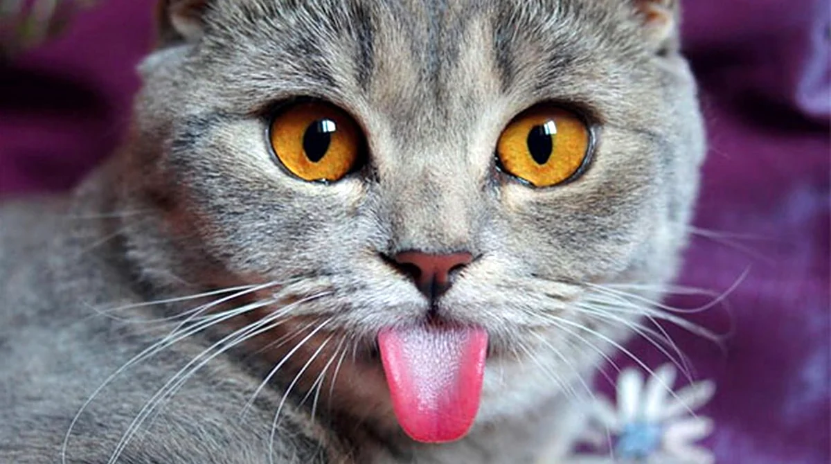 Кошка с вытянутом языком