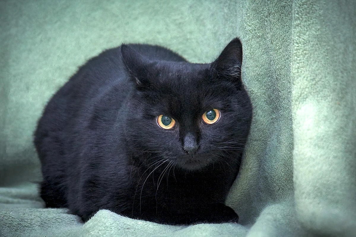 Кошка Шотландская прямоухая короткошерстная черная