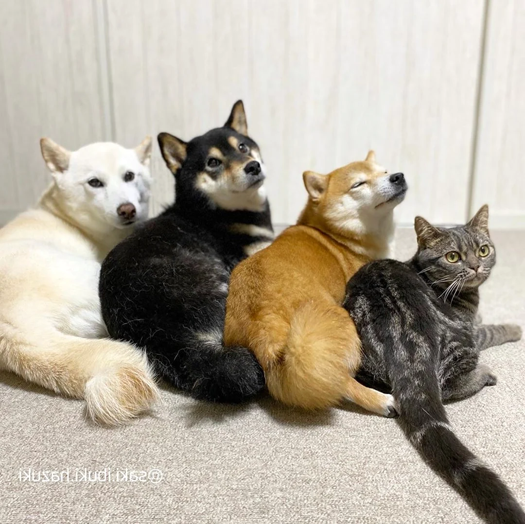 Кошка среди собак