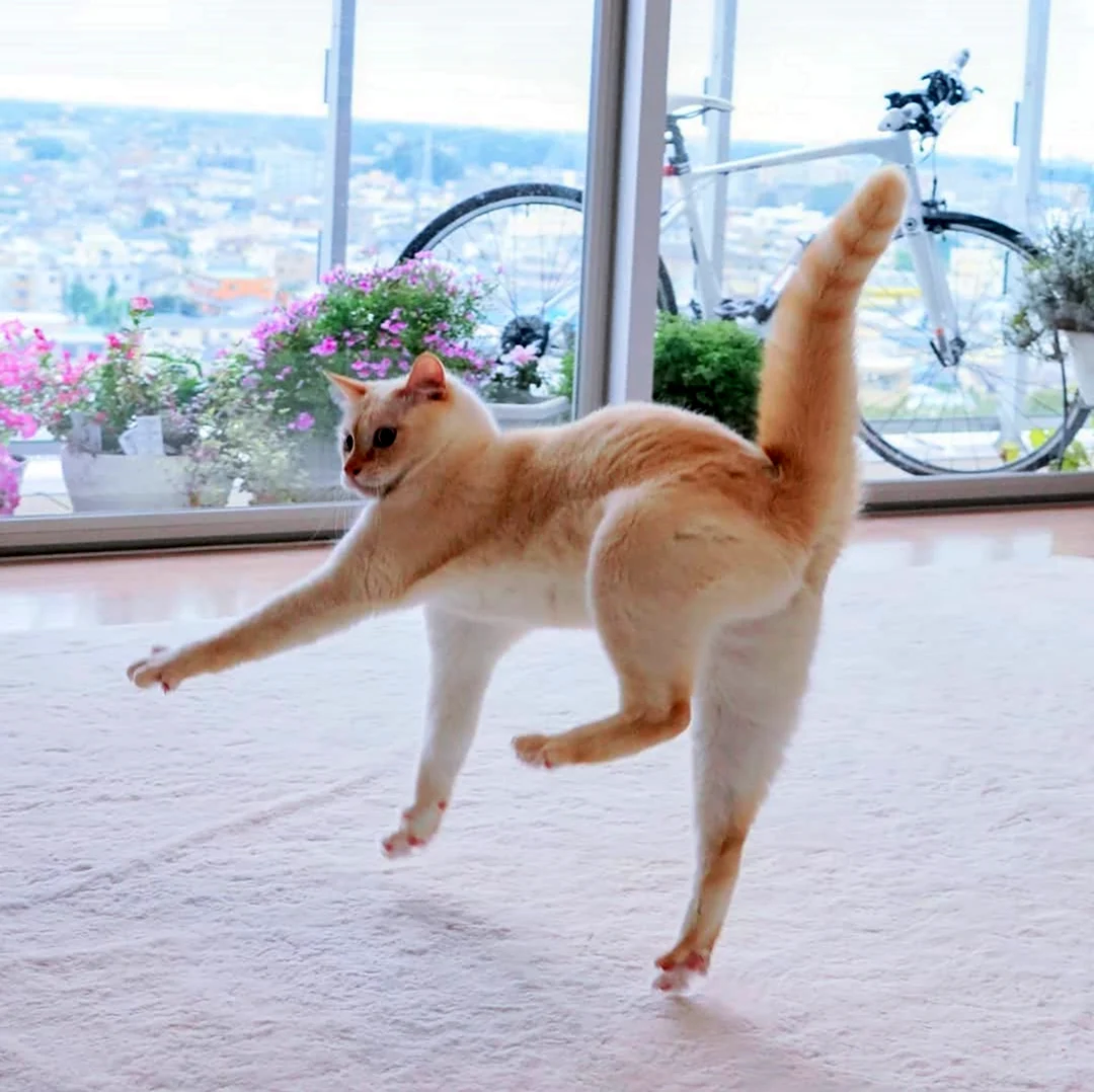 Кошка танцует
