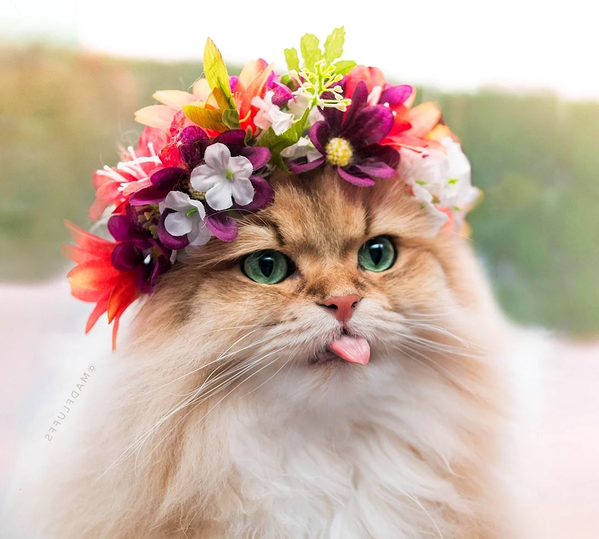 Кошка в венке из цветов невеста