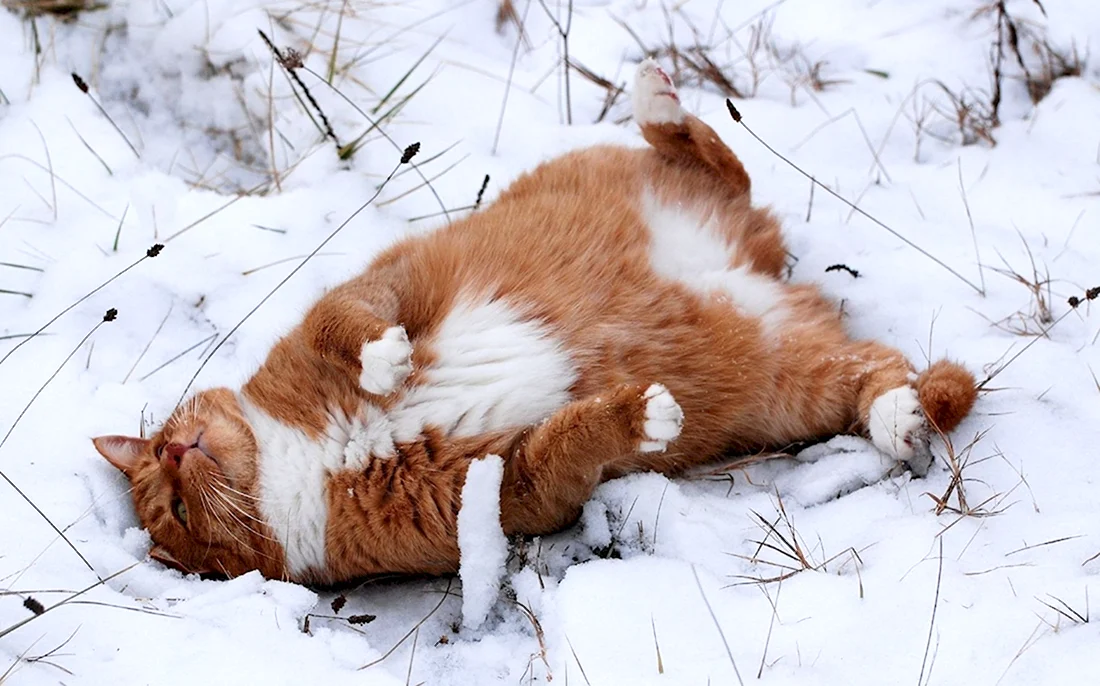 Кошка валяется в снегу