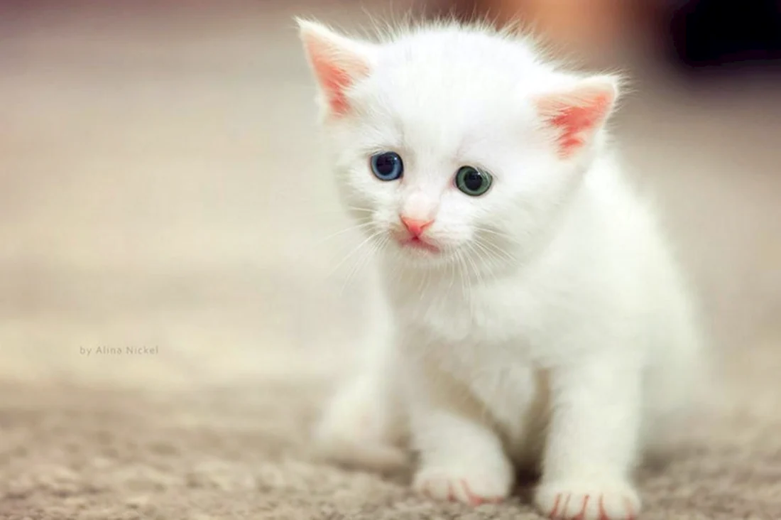 Кошки маленькие милые белые