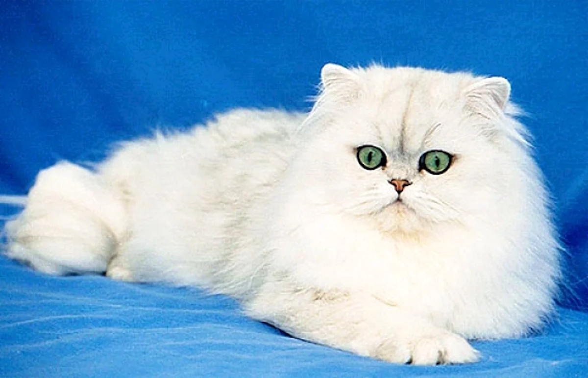 Кошки породы перс