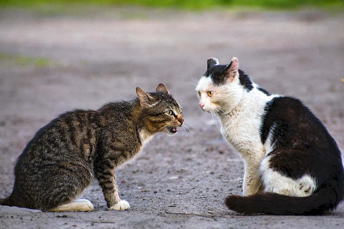 Кошки шипят друг на друга