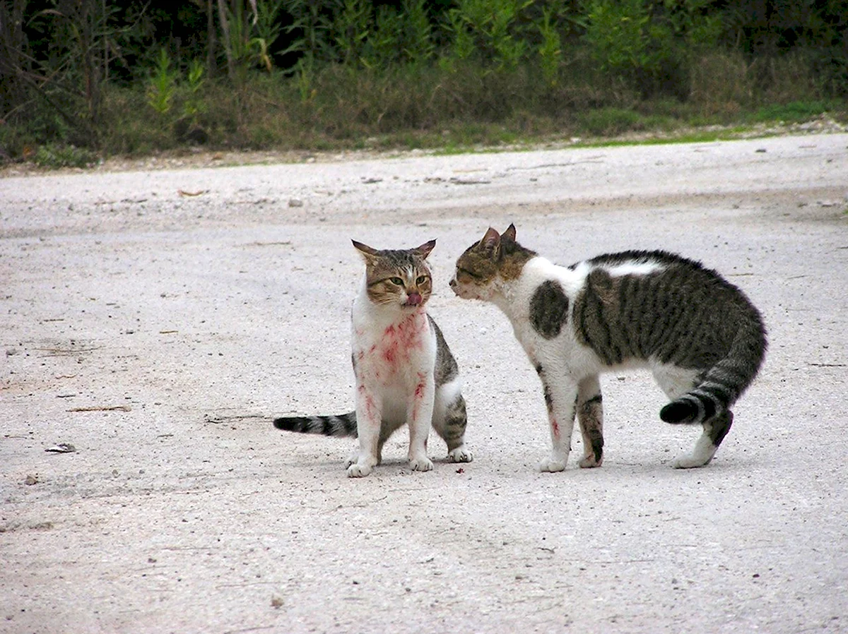 Кошки ссорятся