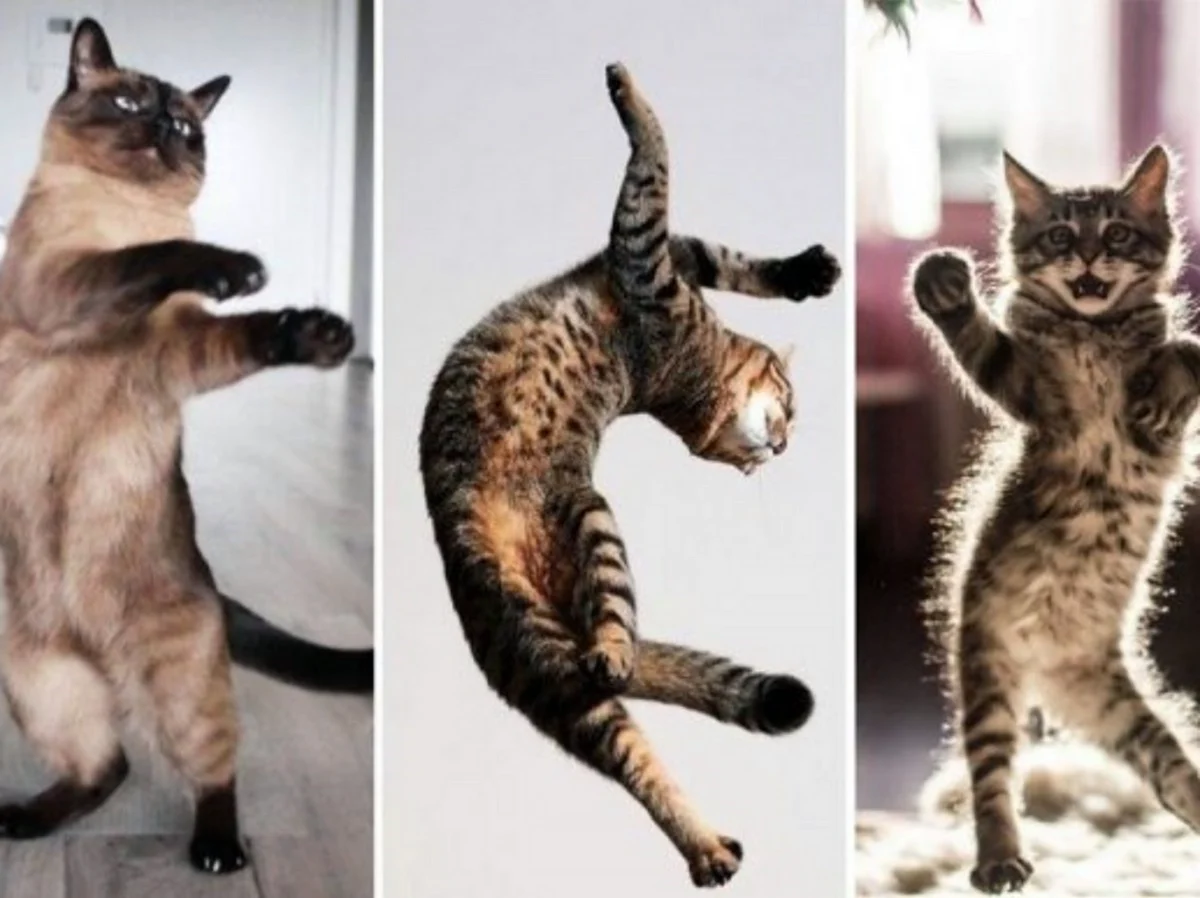 Кошки танцоры