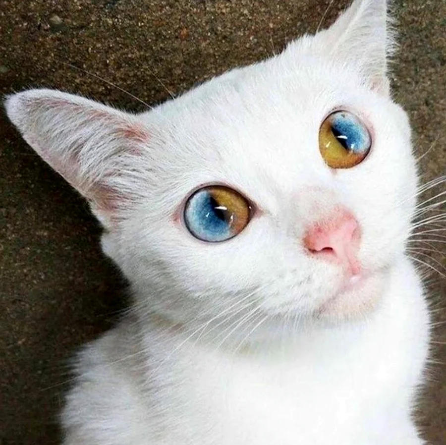 Косой кот с разными глазами