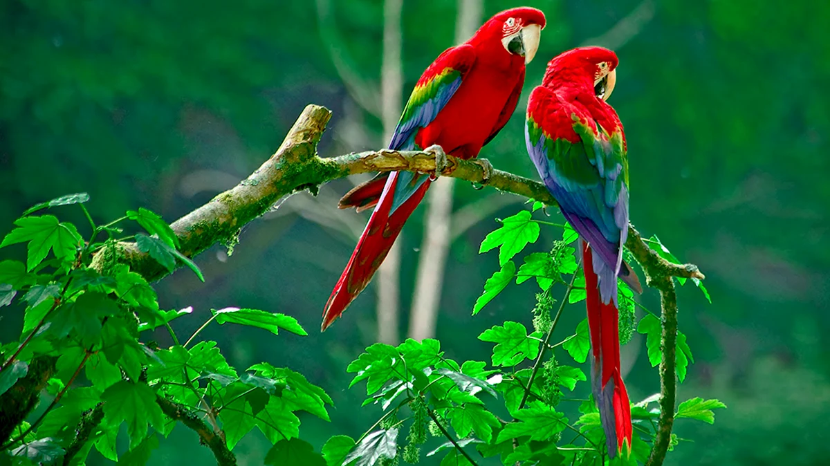 Коста Рика попугаи