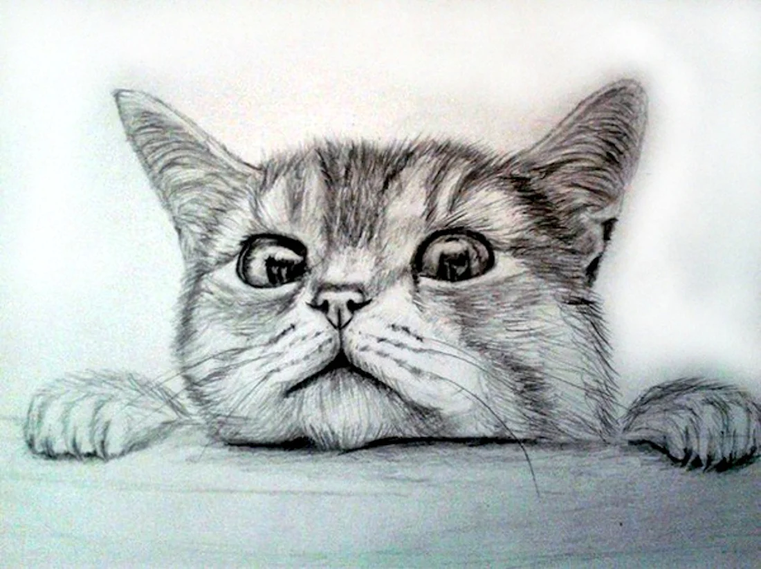 Кот арт карандашом