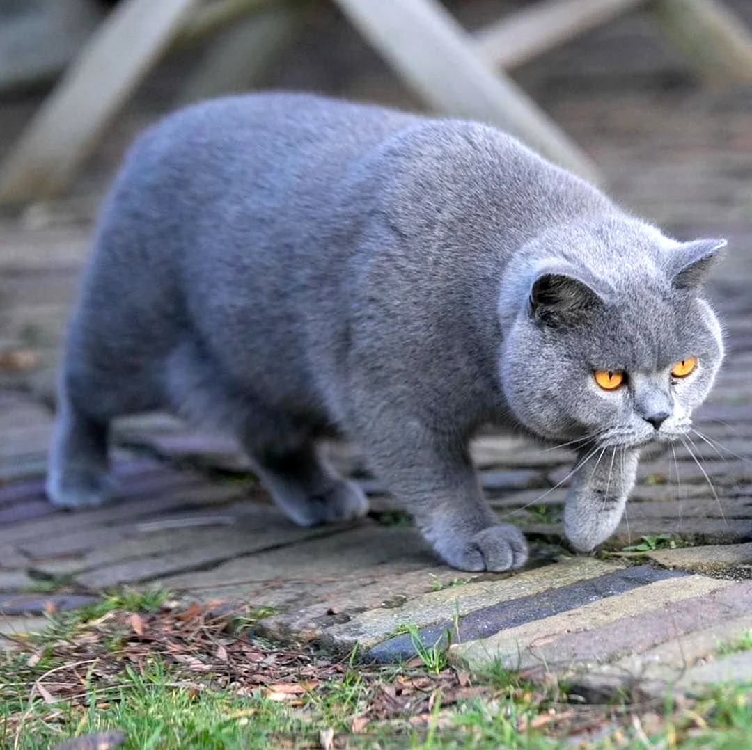 Кот британец серый