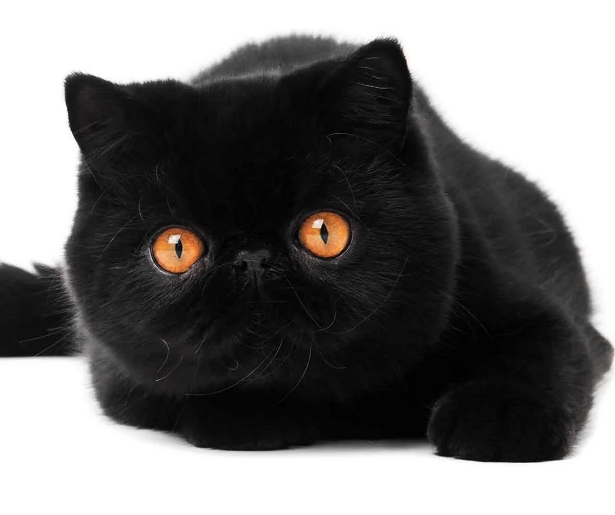 Кот экзот черный