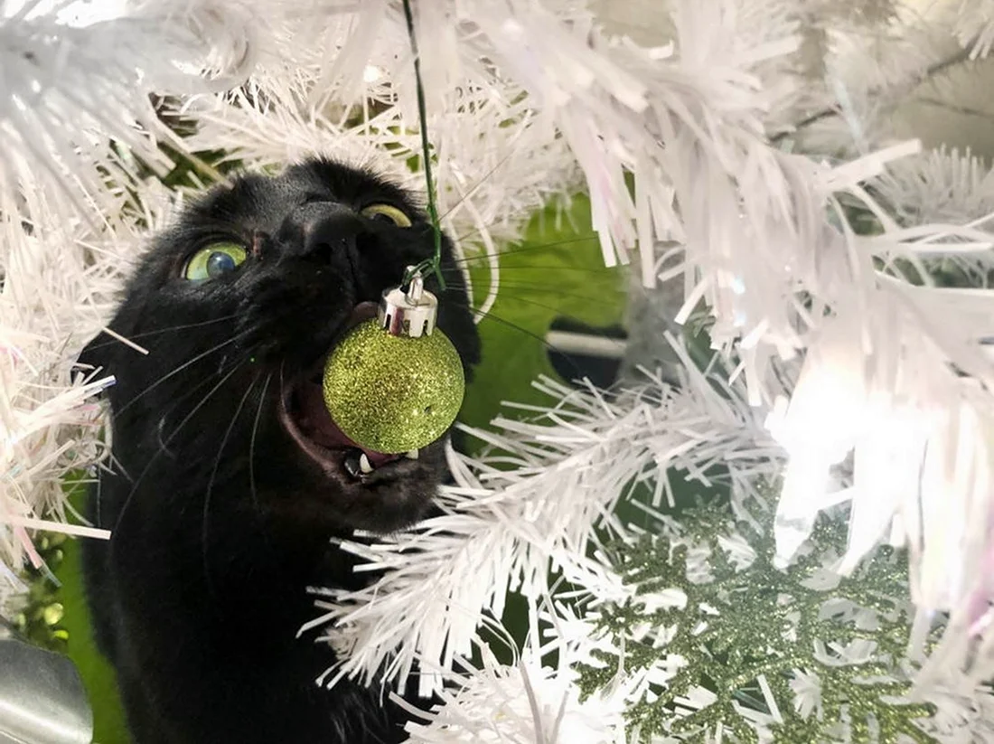 Кот ест елку