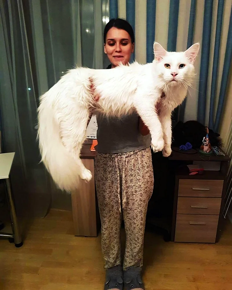 Кот гигант Мейн кун