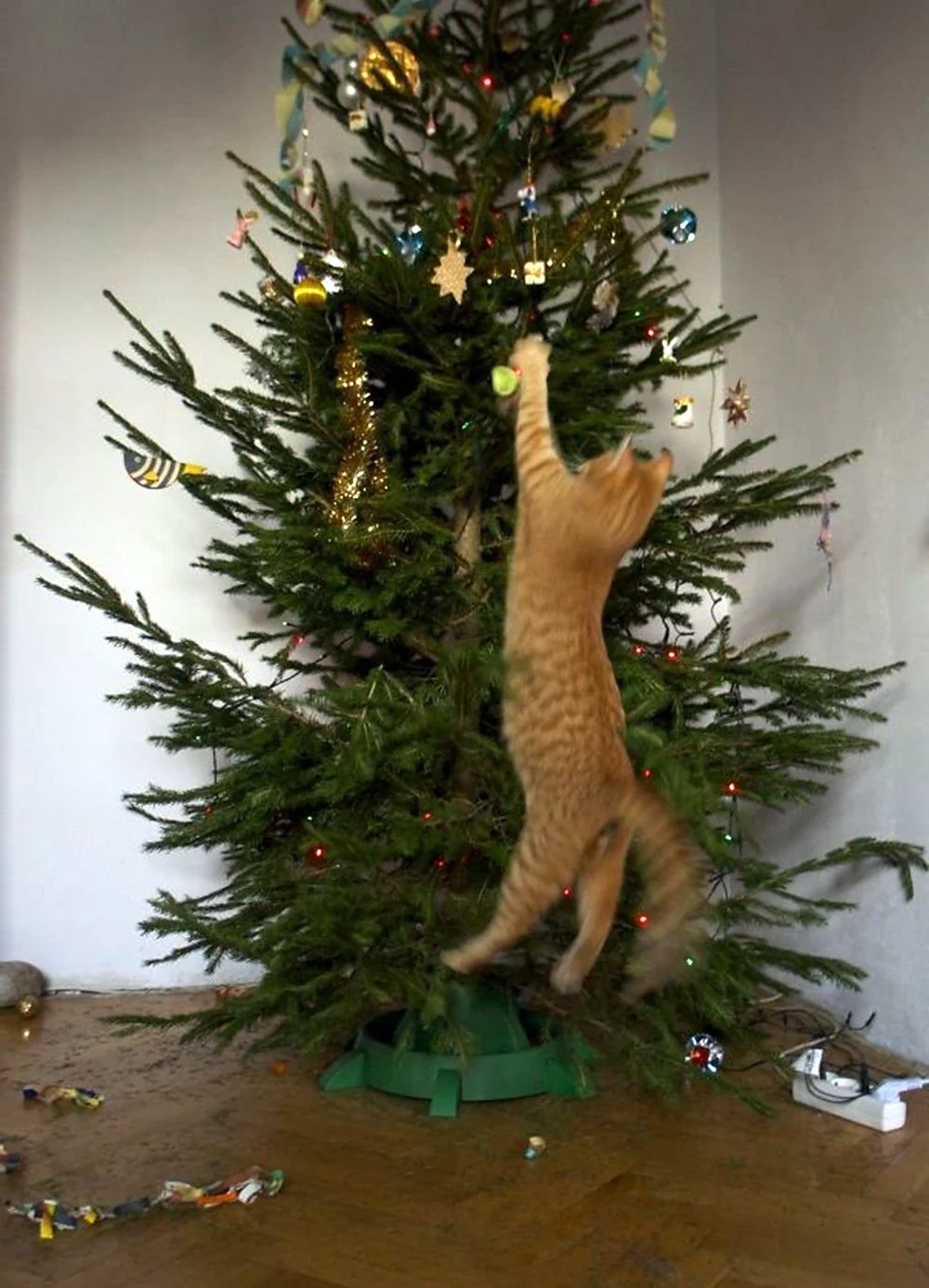 Кот и елка