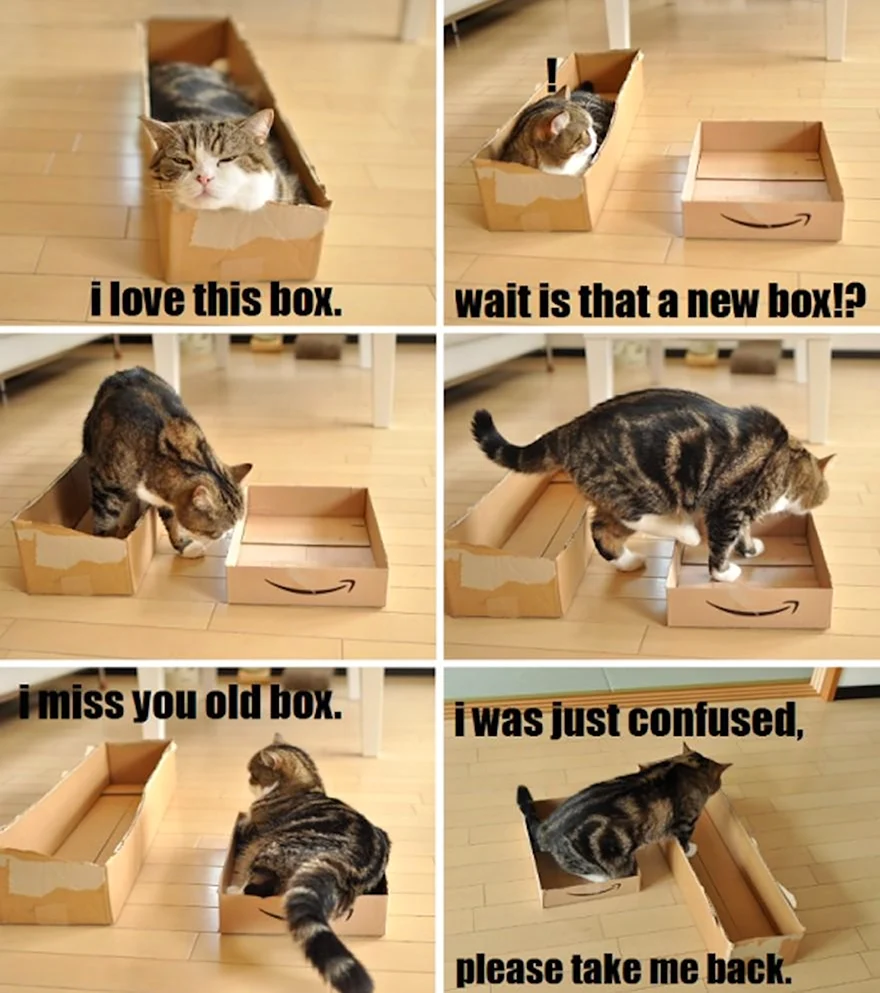 Кот и коробочка приколы