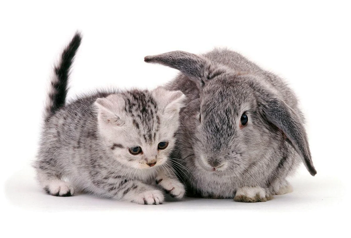 Кот и кролик