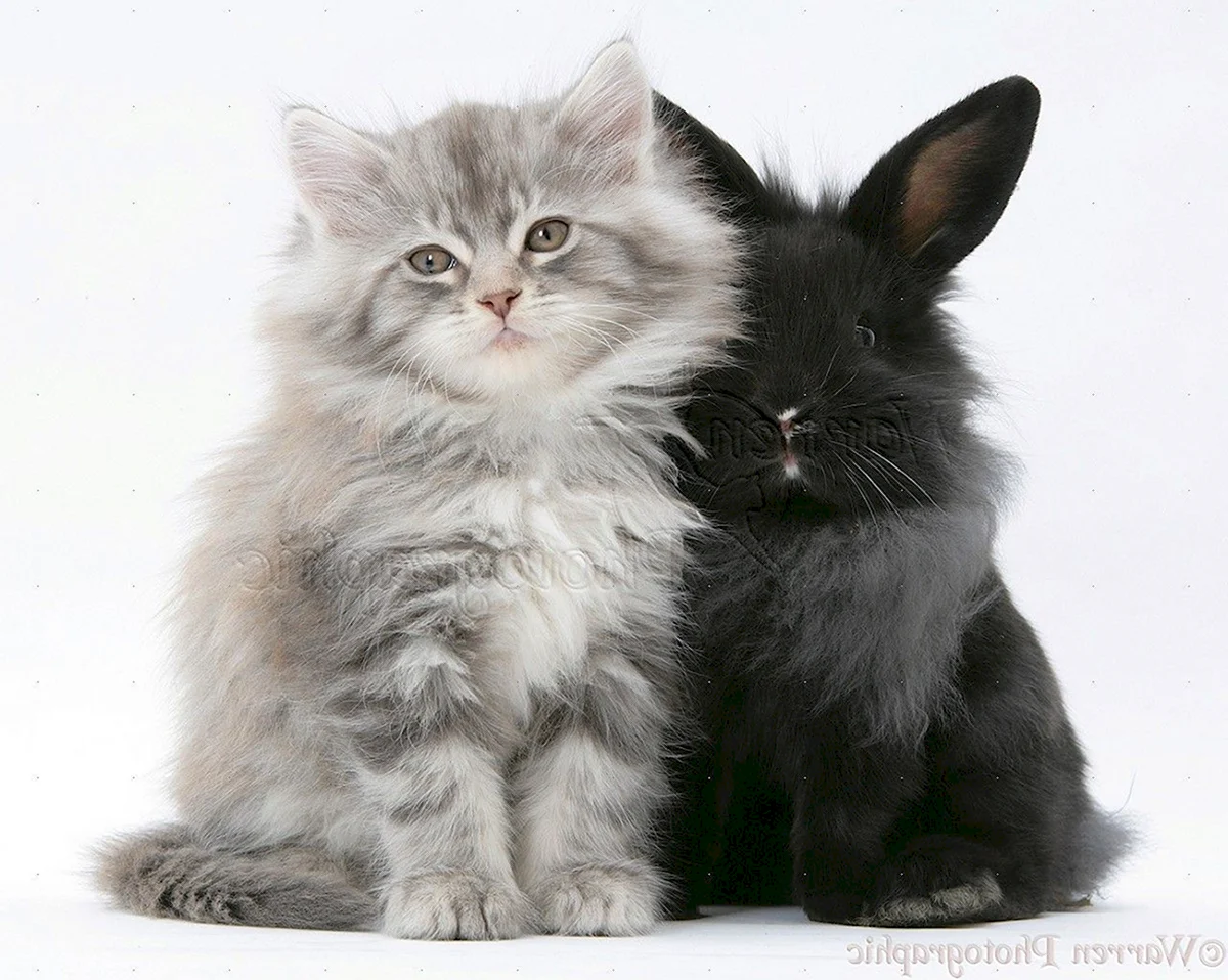 Кот и кролик вместе