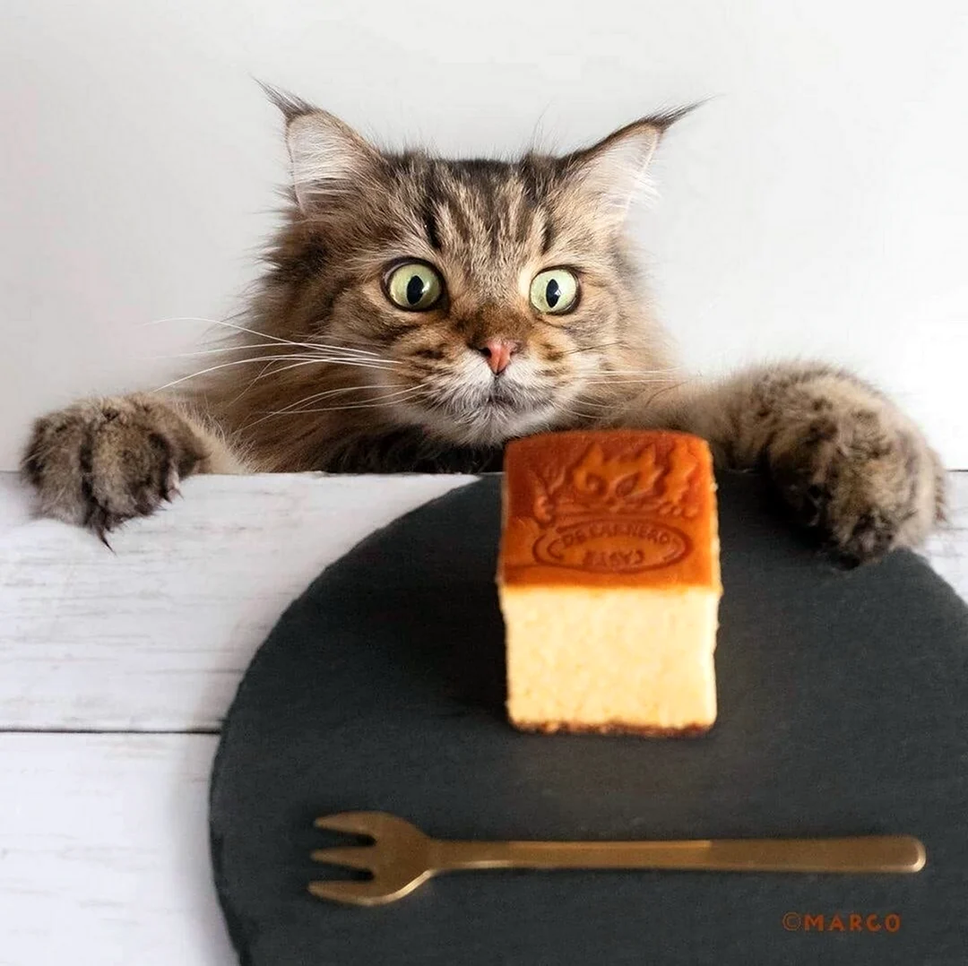 Кот и пирожное