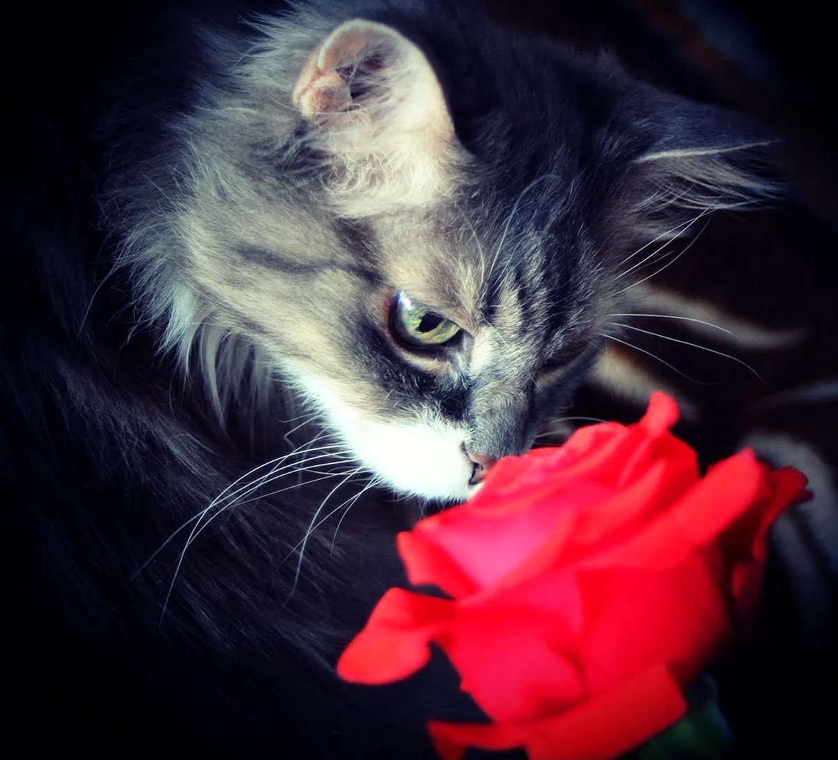 Кот и розы