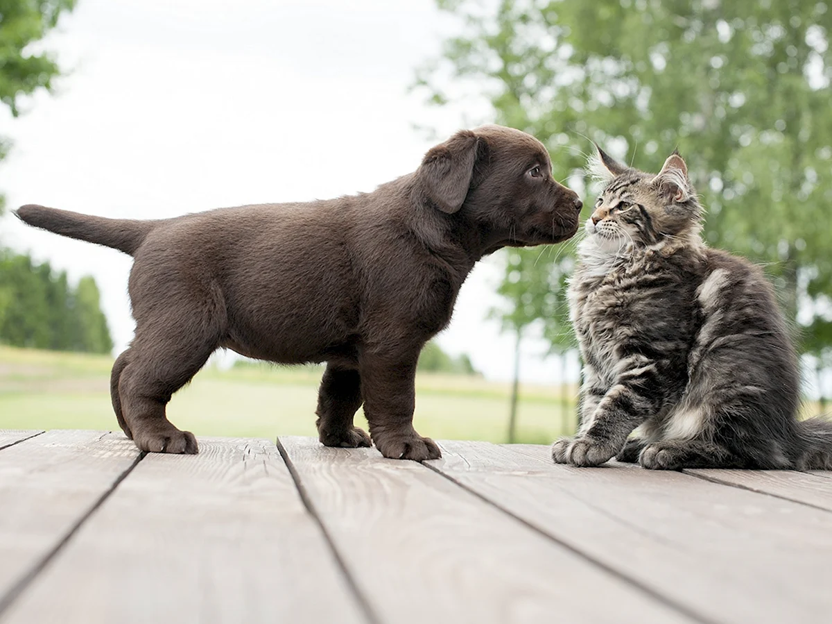 Кот и собака дружат