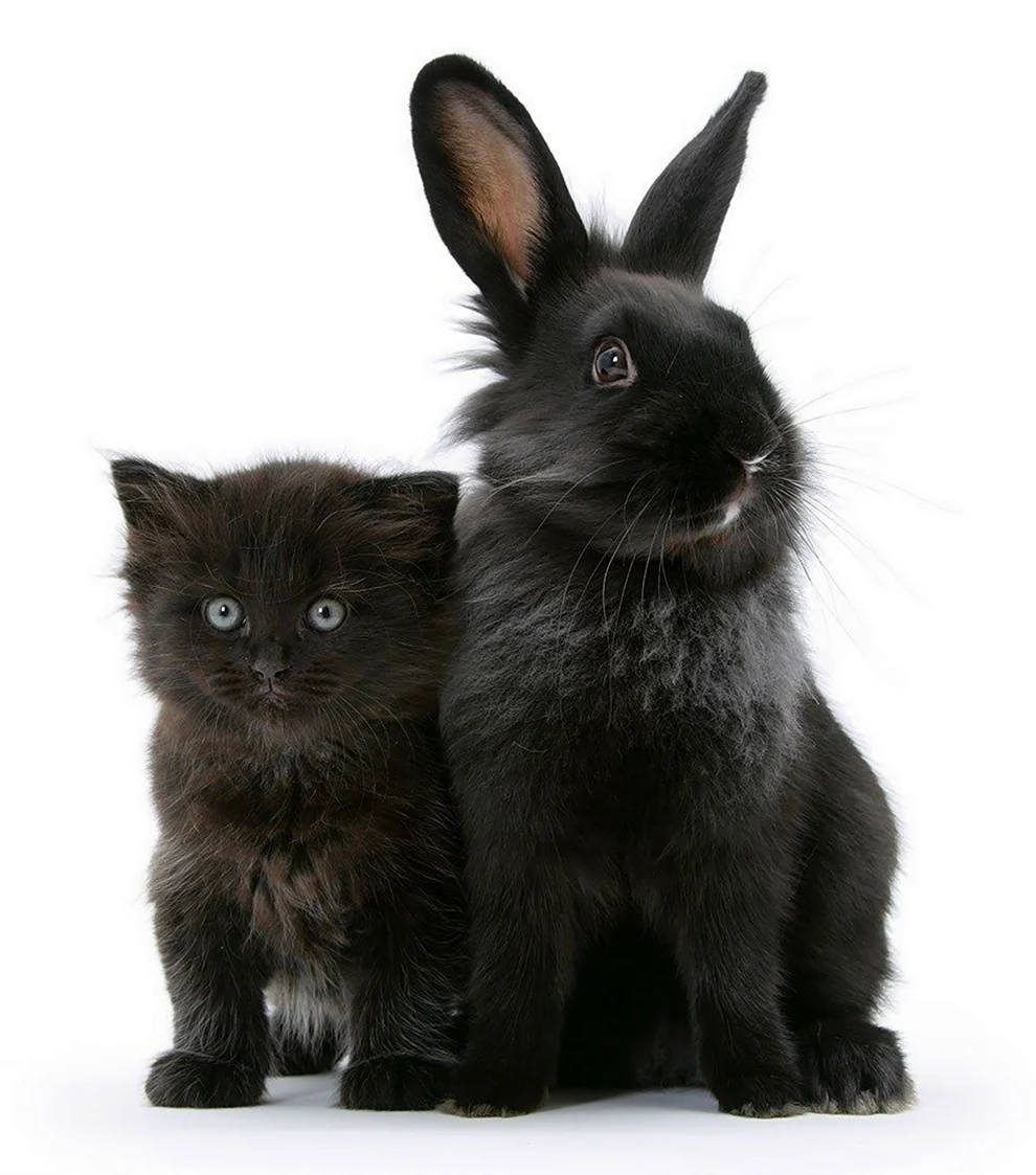 Кот и заяц