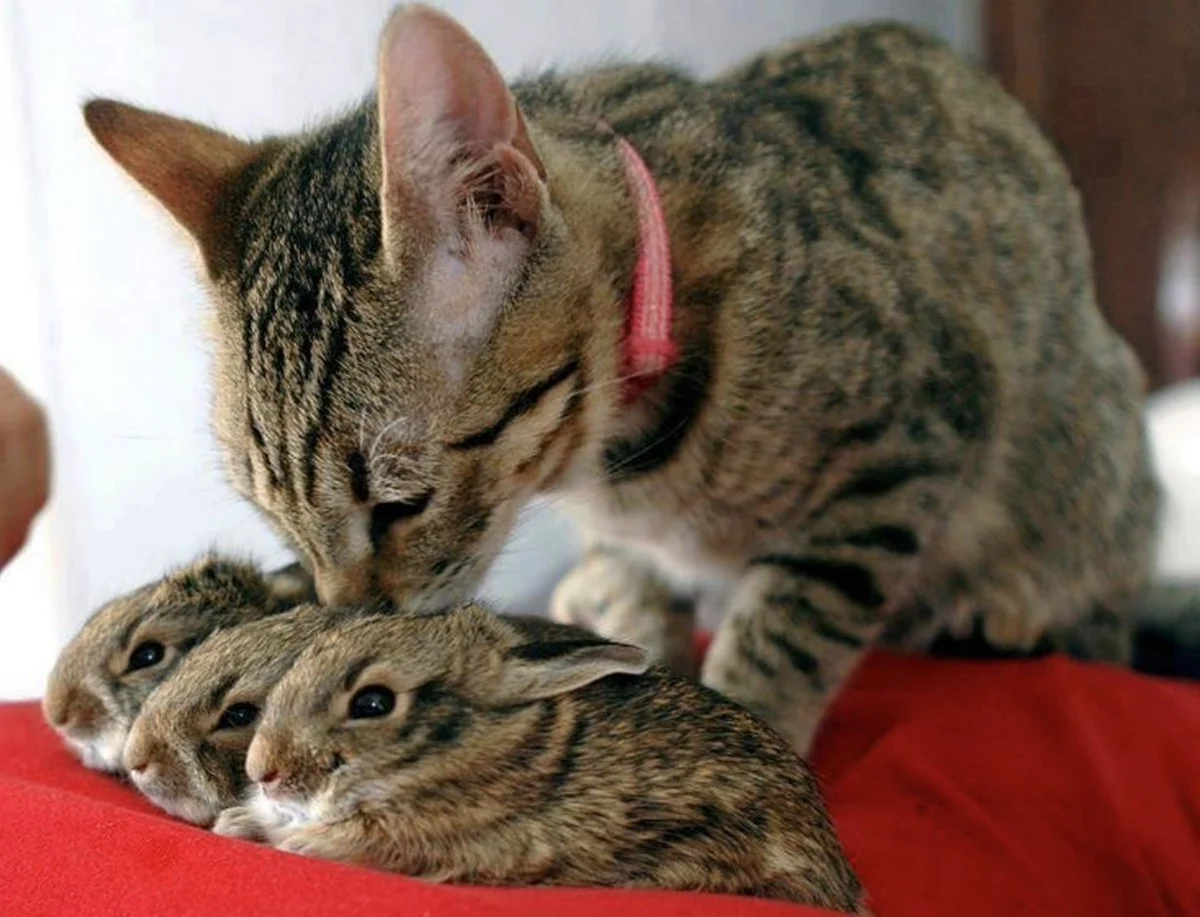Кот и заяц