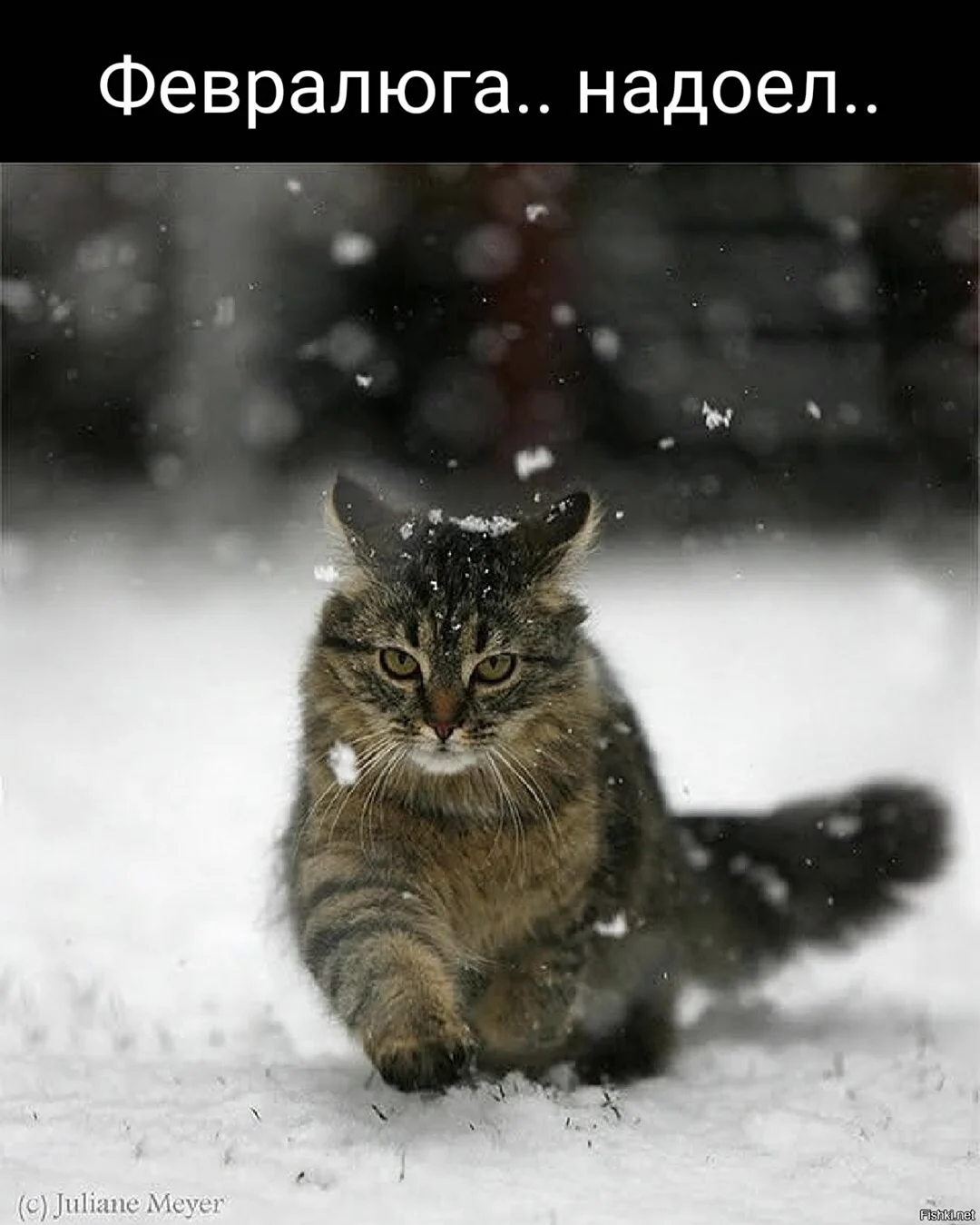 Кот идет по снегу