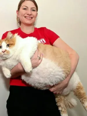 Кот химми 21 кг