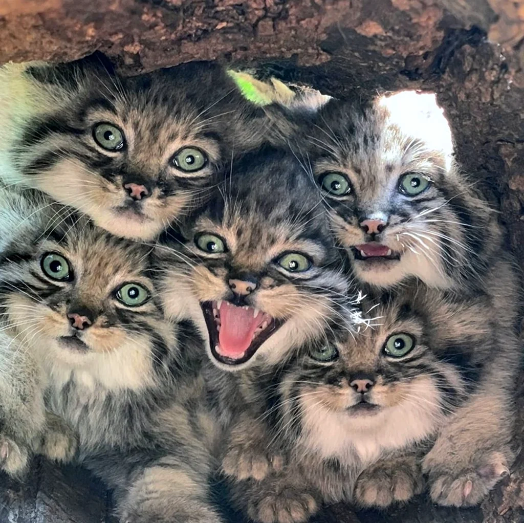 Кот Манул с котятами