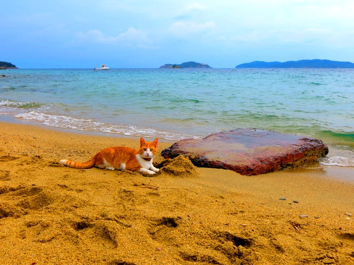 Кот и море. Кот на пляже. Кот на берегу моря. Рыжий кот на пляже. Рыжий кот на берегу моря.