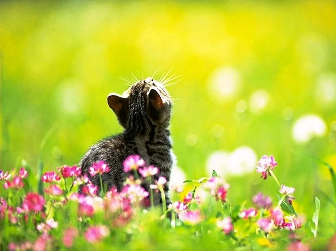 Кот на солнышке в цветах
