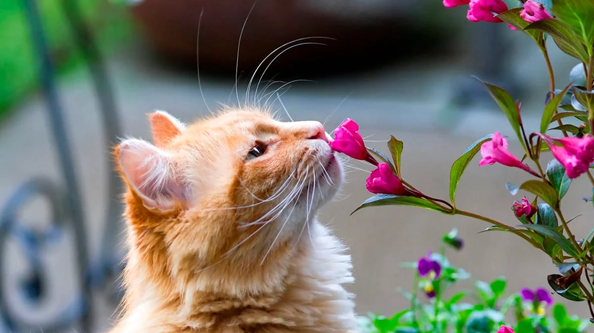 Кот нюхает цветы