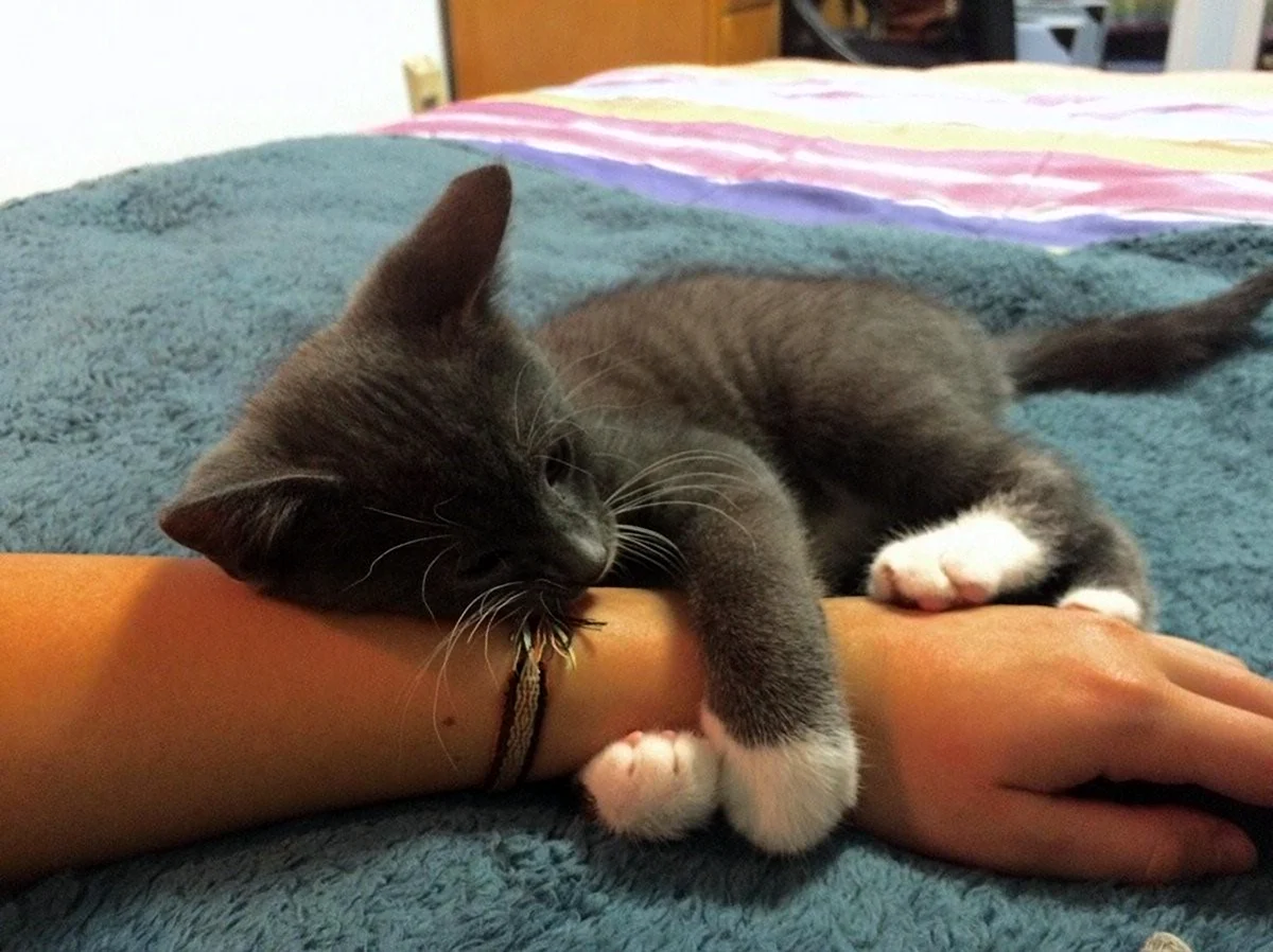 Кот обнимает руку