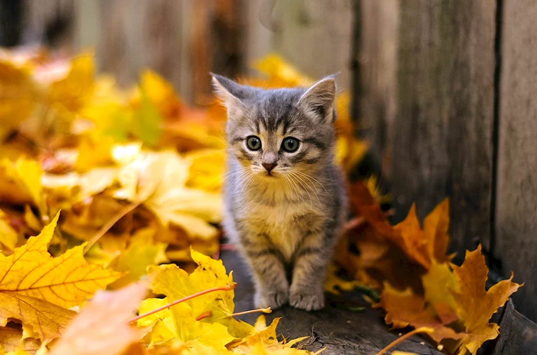 Кот осень
