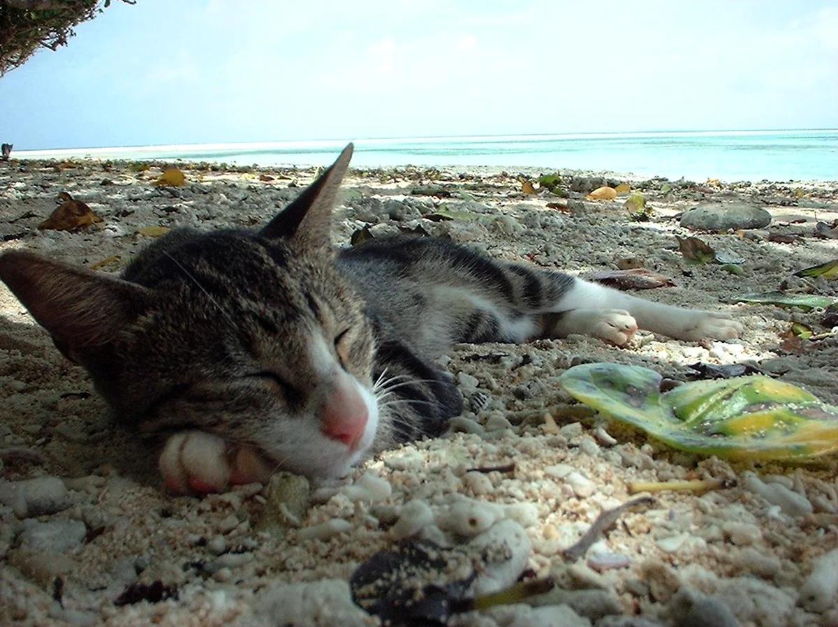 Кот отдыхает на пляже