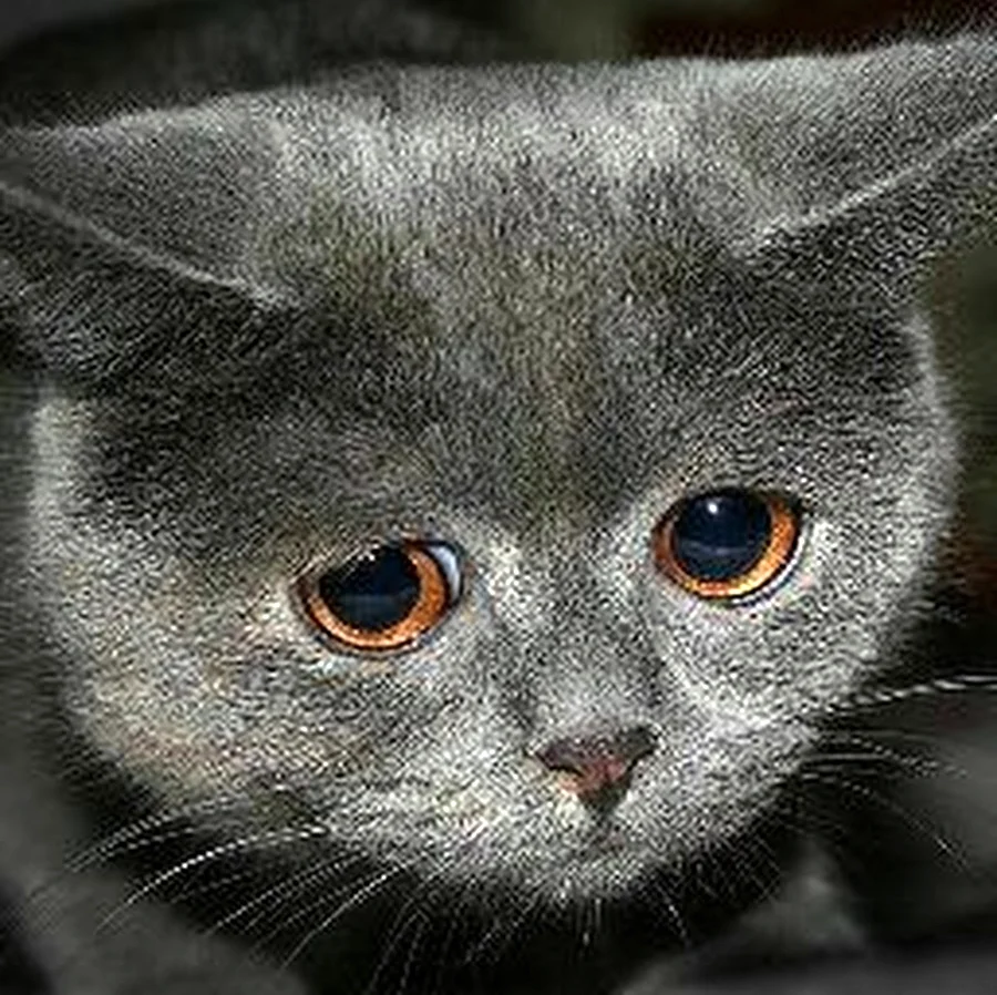 Кот плачет