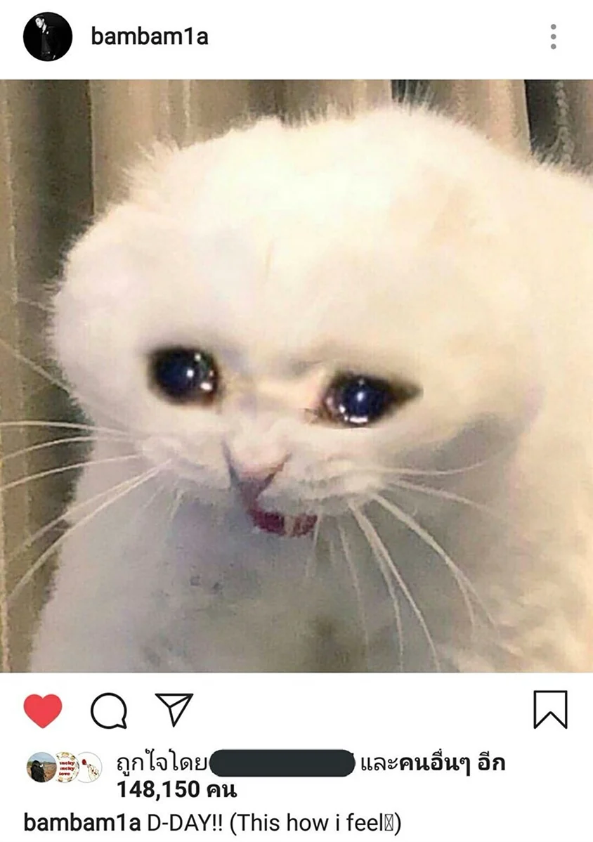 Кот плачет Мем