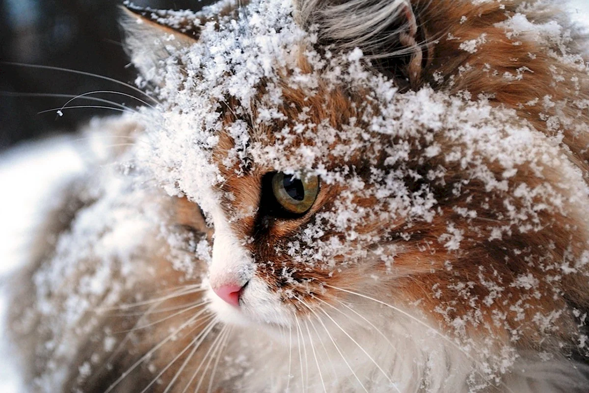 Кот под снегом